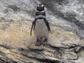 Pinguin im Oceanario - Expo-Gelnde