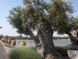 Oliven und Tontöpfe am Teichrand