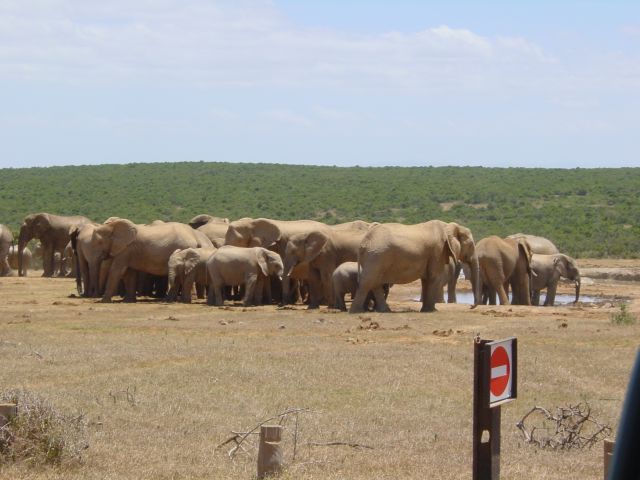 Elefantenherde, Addo Park, SA