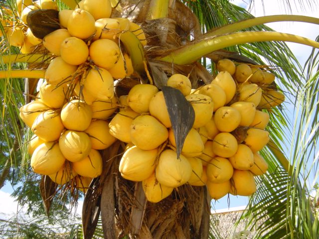 Früchte der Kokuspalme