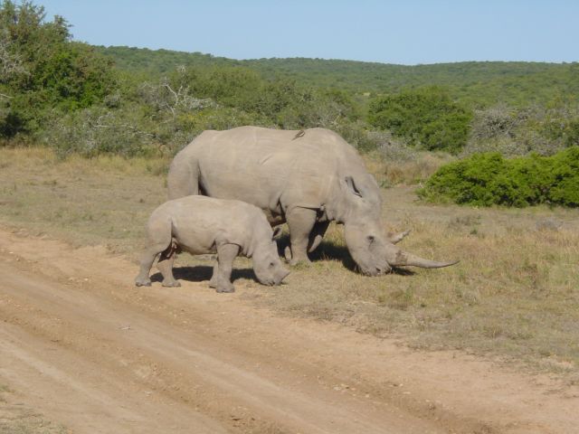 Nashörner, Südafrika